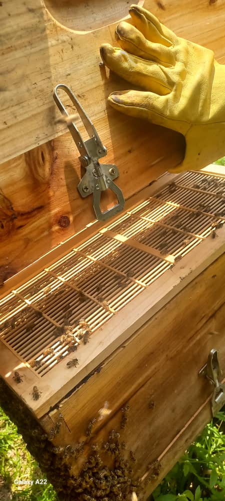 Langstroth Hive